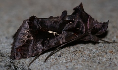 Plusiopalpa adrasta