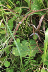Wahlenbergia krebsii krebsii