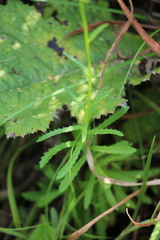 Wahlenbergia krebsii krebsii