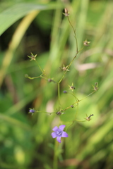 Wahlenbergia krebsii krebsii