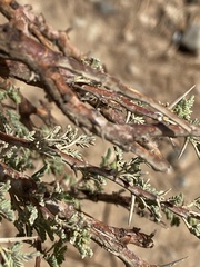 Vachellia tortilis raddiana