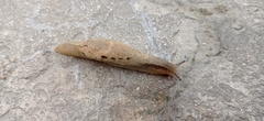 Drusia ibera