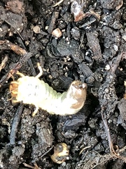 Cyclocephala borealis