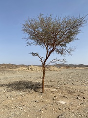 Vachellia tortilis raddiana