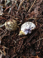 Heliogaster columellifer