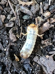 Cyclocephala borealis