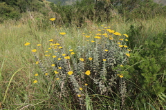 Helichrysum umbraculigerum
