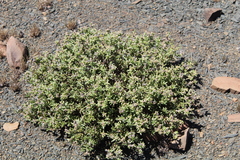 Delosperma imbricatum