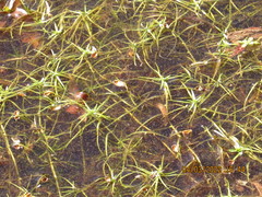 Najas guadalupensis