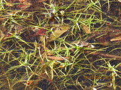 Najas guadalupensis