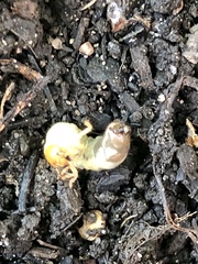 Cyclocephala borealis