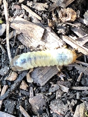 Cyclocephala borealis