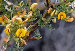 Adesmia obcordata