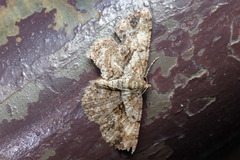 Psilalcis galsworthyi