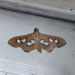 Omiodes odontosticta