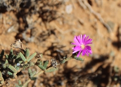 Trichodiadema barbatum