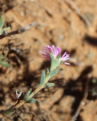 Trichodiadema barbatum