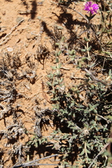 Trichodiadema barbatum