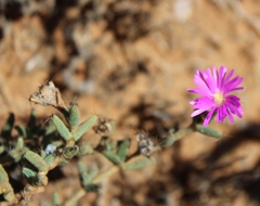 Trichodiadema barbatum