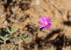 Trichodiadema barbatum