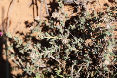 Trichodiadema barbatum