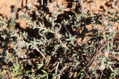 Trichodiadema barbatum