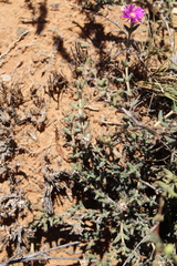 Trichodiadema barbatum