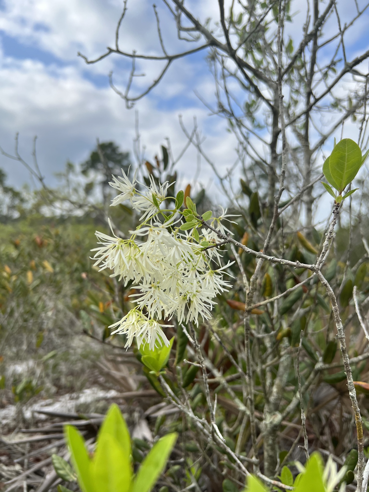 Chionanthus pygmaeus