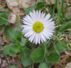 Erigeron pulchellus pulchellus