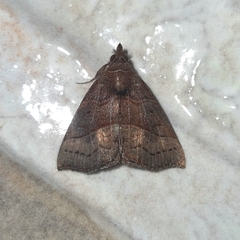 Hypena lollia