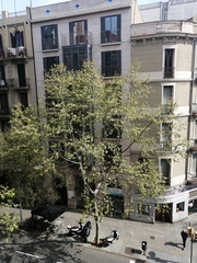 Platanus × hispanica