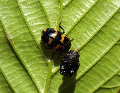 Chrysomela interrupta