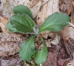 Erigeron pulchellus pulchellus