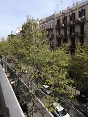 Platanus × hispanica