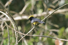 Melanochlora sultanea