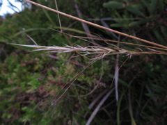 Austrostipa stipoides