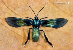 Macrocneme chrysitis