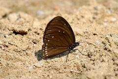 Euploea sylvester