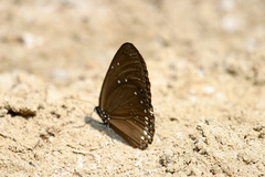 Euploea sylvester