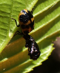Chrysomela interrupta