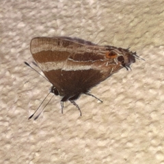 Arzecla tarpa
