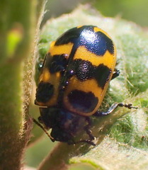 Chrysomela interrupta