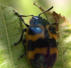 Chrysomela interrupta