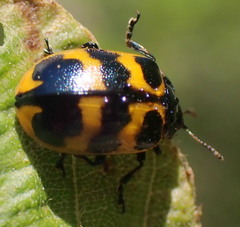 Chrysomela interrupta