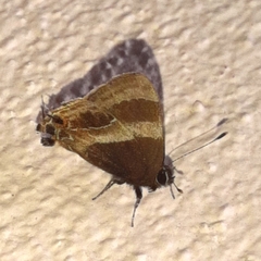 Arzecla tarpa