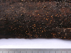 Parachnopeziza miniopsis