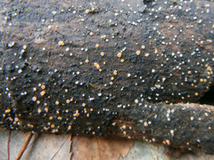 Parachnopeziza miniopsis