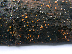 Parachnopeziza miniopsis