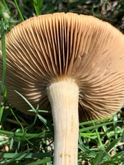 Agrocybe putaminum