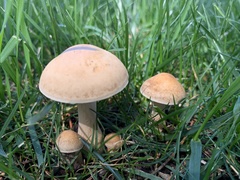 Agrocybe putaminum